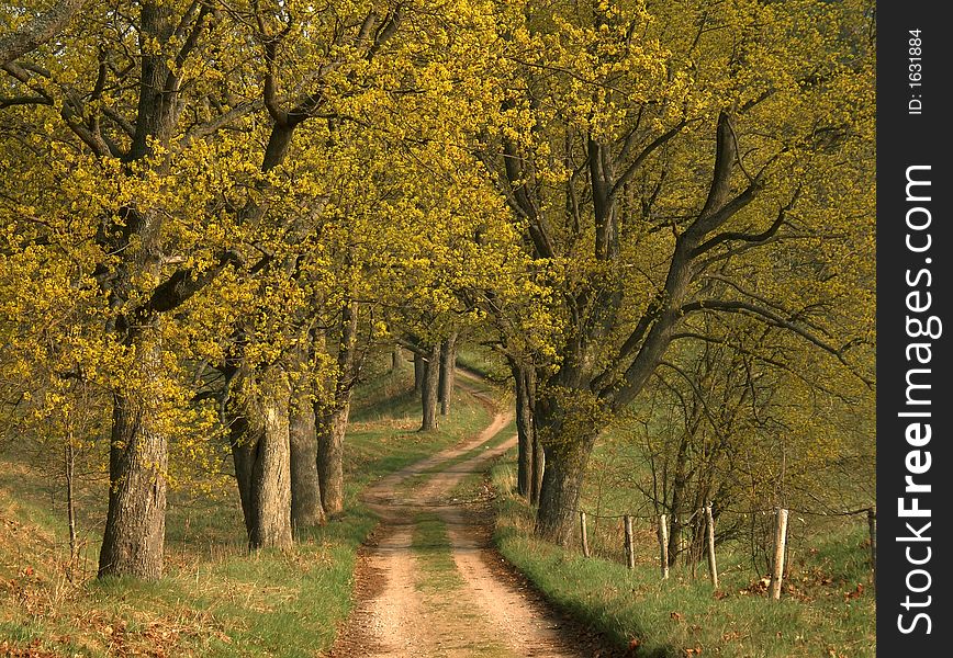 Sunny spring road to farm