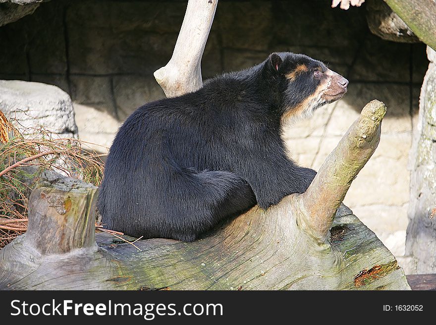 Portrait of Nice Spectacled Bear. Portrait of Nice Spectacled Bear