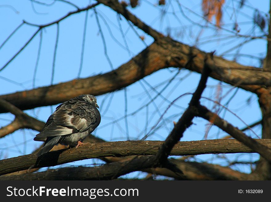 Pigeon on branch