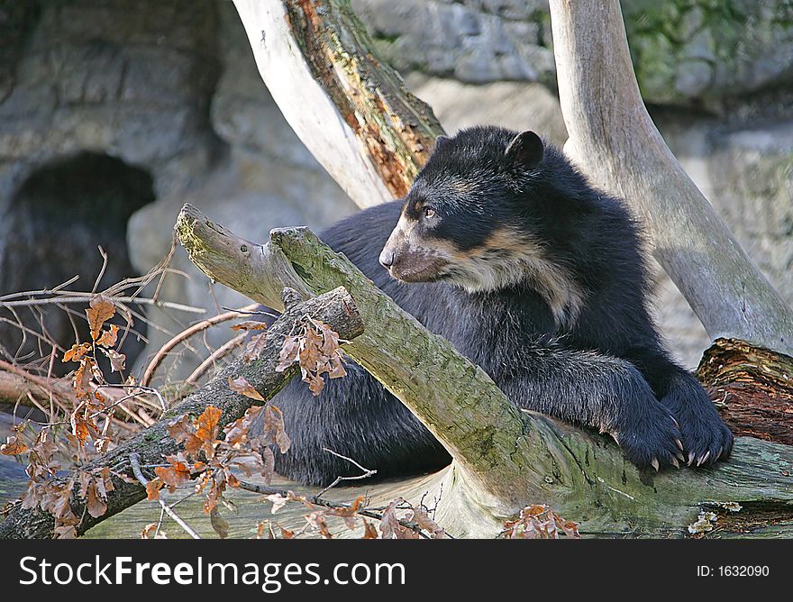 Portrait of Nice Spectacled Bear. Portrait of Nice Spectacled Bear