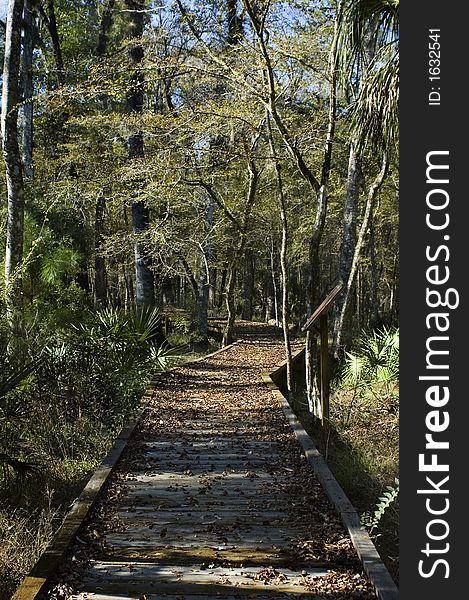 The boardwalk through the swamp is covered with fallen leaves. The boardwalk through the swamp is covered with fallen leaves.