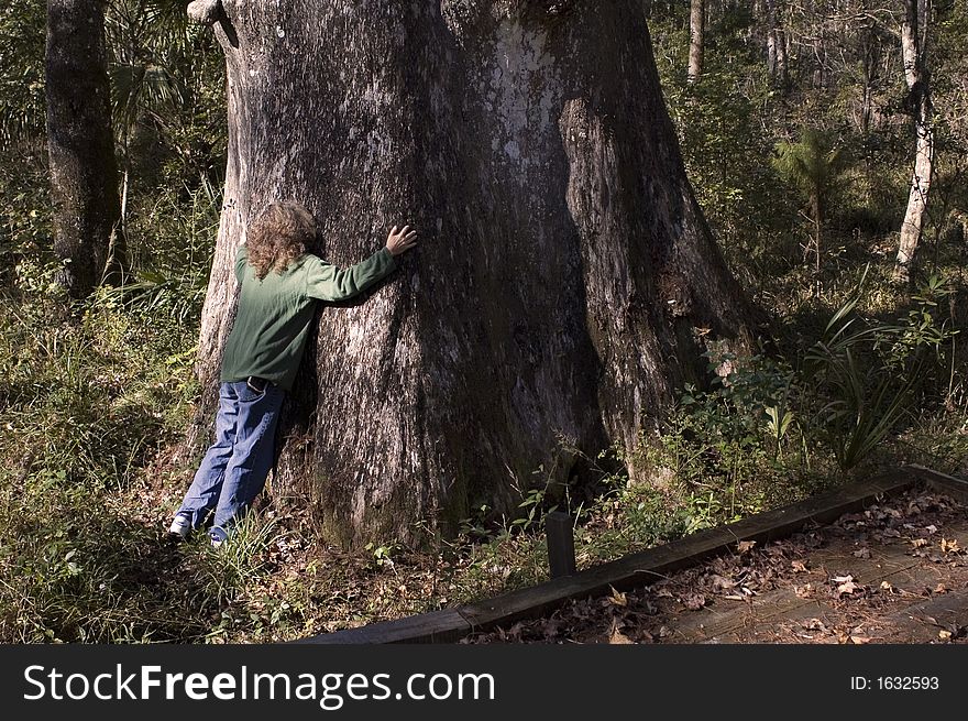 A woman hugs an old cypress tree. A woman hugs an old cypress tree.