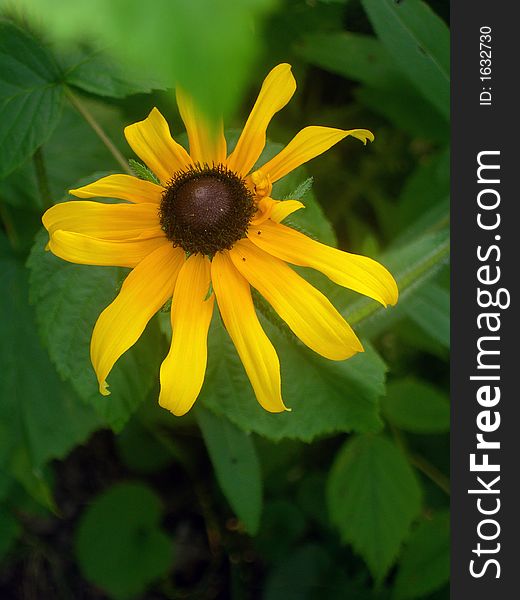 A single black-eyed susan (Rudbekia hirta) bloom against a background of greenery. A single black-eyed susan (Rudbekia hirta) bloom against a background of greenery