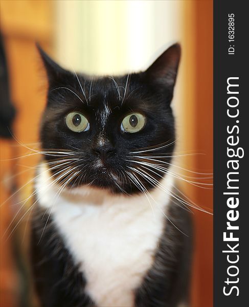 Black and white cat. Window light plus flash