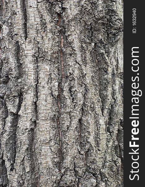 Bark texture #3