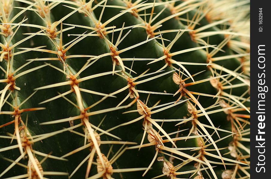 Close up of a cactus, shallow depth of field, very sharp