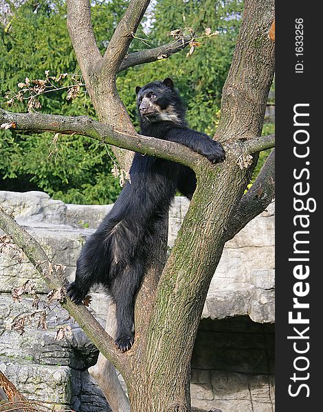 Spectacled Bear 11