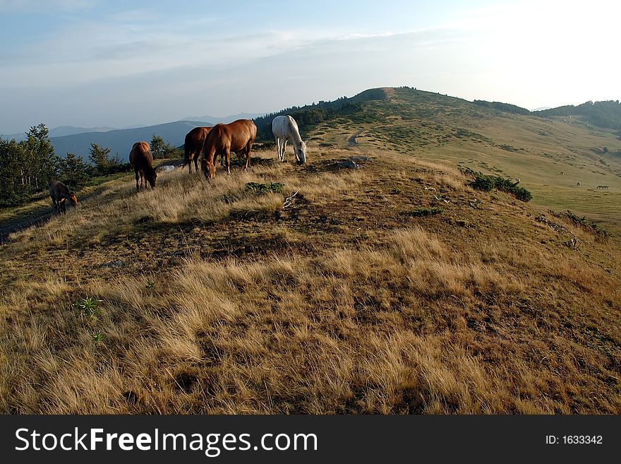 Grazing horses on mountain meadow (Komovy mountain chain in Monte Negro)