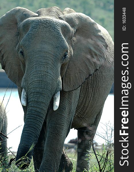 Loxodonta africana - African elephant, photographed in South Africa.