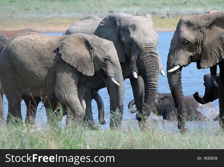 A herd of elephants playing in the water of a dam. A herd of elephants playing in the water of a dam.