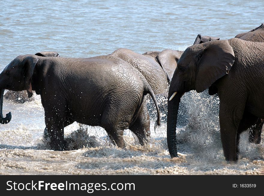 A herd of elephants playing in the water of a dam. A herd of elephants playing in the water of a dam.