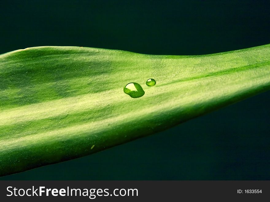 Sheet of decorative plant with transparent a drop of water on him