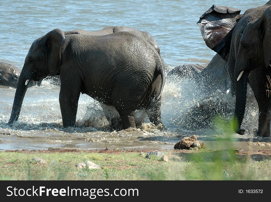 A herd of elephants playing in the water of a dam. A herd of elephants playing in the water of a dam.