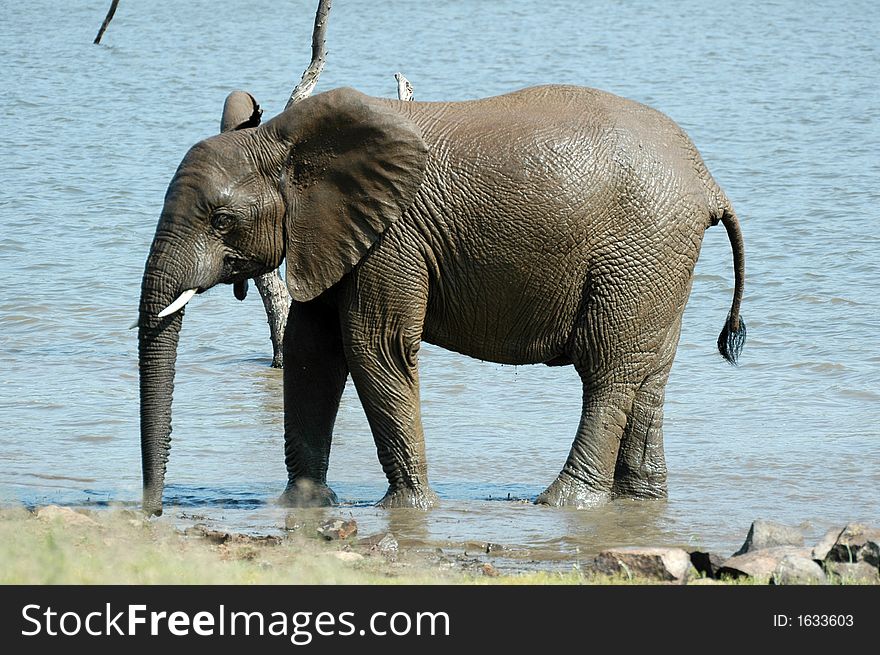 Young Elephant.
