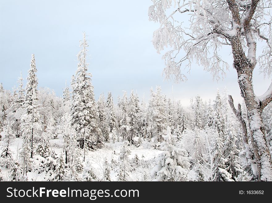 A quiet winter frozen forest. Alone frozen tree. Pastel colors.