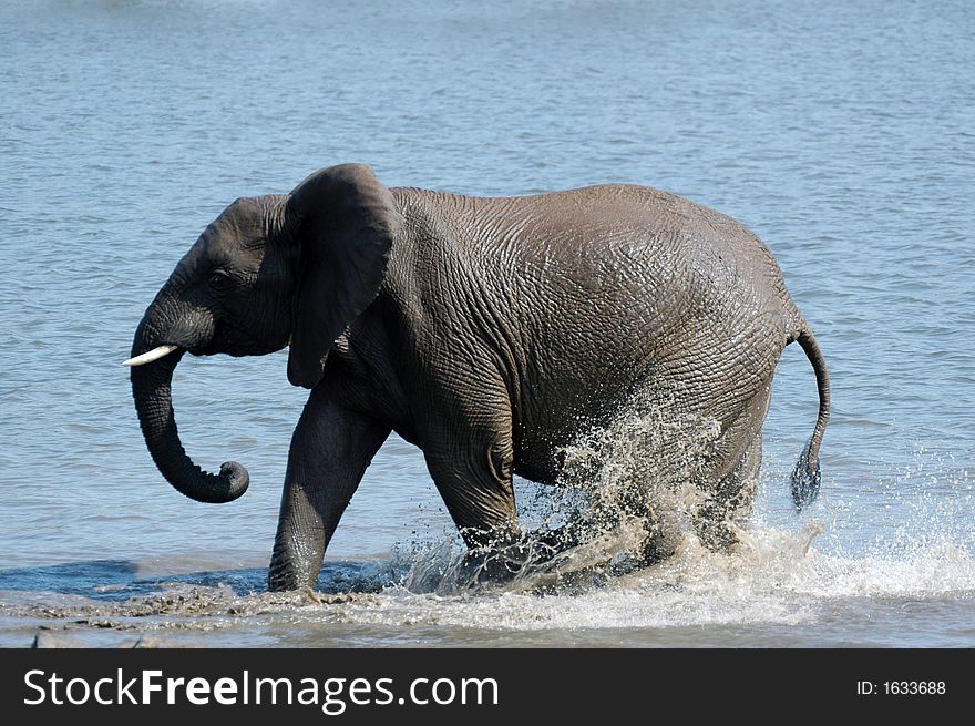 A young elephant playing in the water of a dam. A young elephant playing in the water of a dam.