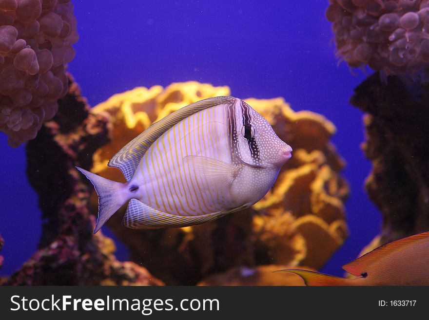 Coral Reef Fish