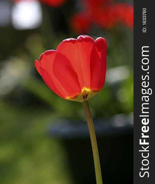 Tulip in garden with blurred background