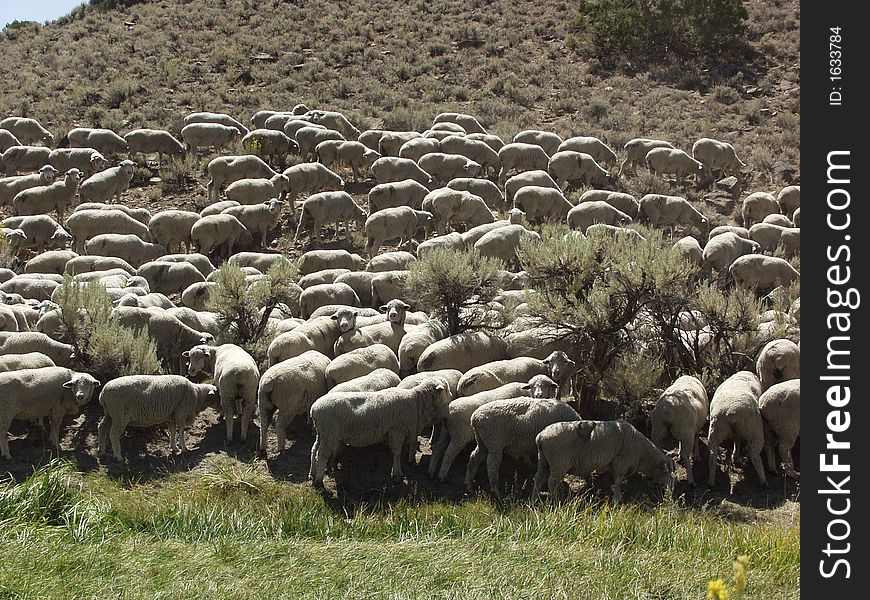 Flock of sheep on the hill