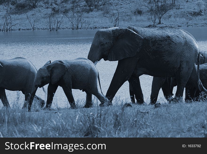 An elephant herd in the full moon, South Africa. An elephant herd in the full moon, South Africa.