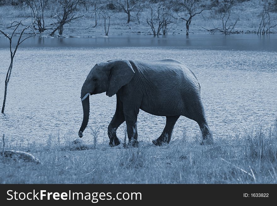 An elephant in the full moon, South Africa. An elephant in the full moon, South Africa.