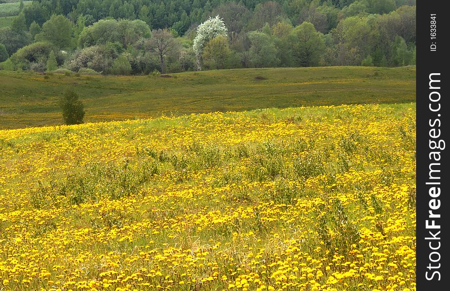 Sunny,yellow spring landscape with meadow full of flowers