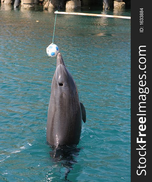 Dolphin touching the ball