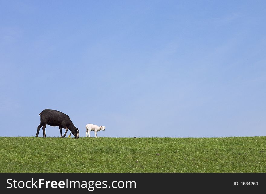 Black sheep and white lamb on a against a blue sky. Black sheep and white lamb on a against a blue sky