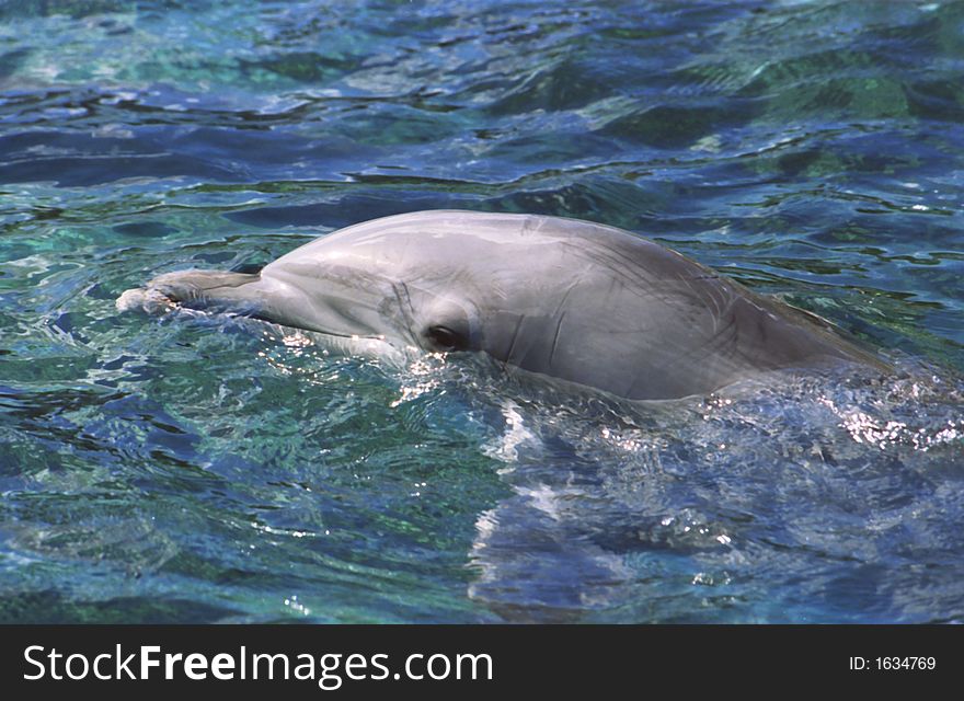 Dolphin coming by to see whats going on