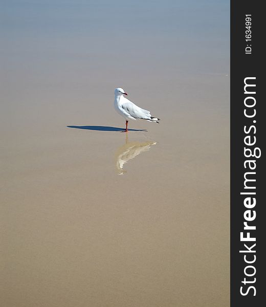 A seagull at the beach. There is a semi reflection from the wet sand.