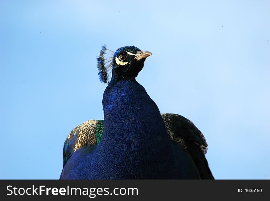 Portrait of a proud colorful peacock.
