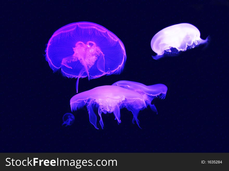 Jellyfish in aquarium. Jellyfish in aquarium.