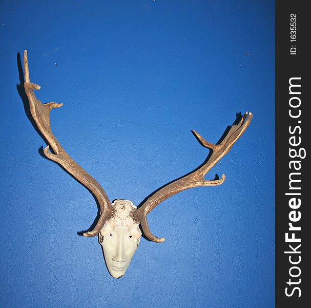 This decoration was made of antlers attached to a piece of skull, fixed to an mask. It contrasts well against the deep blue wall on which it hangs. This decoration was made of antlers attached to a piece of skull, fixed to an mask. It contrasts well against the deep blue wall on which it hangs.