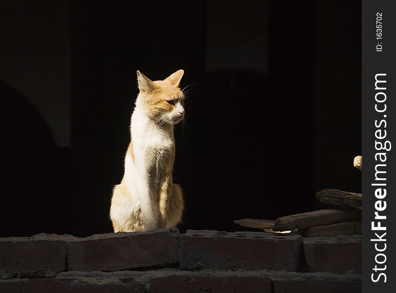 White cat on a black background