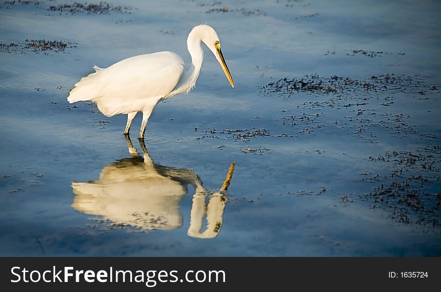 Heron reflected in coastal water