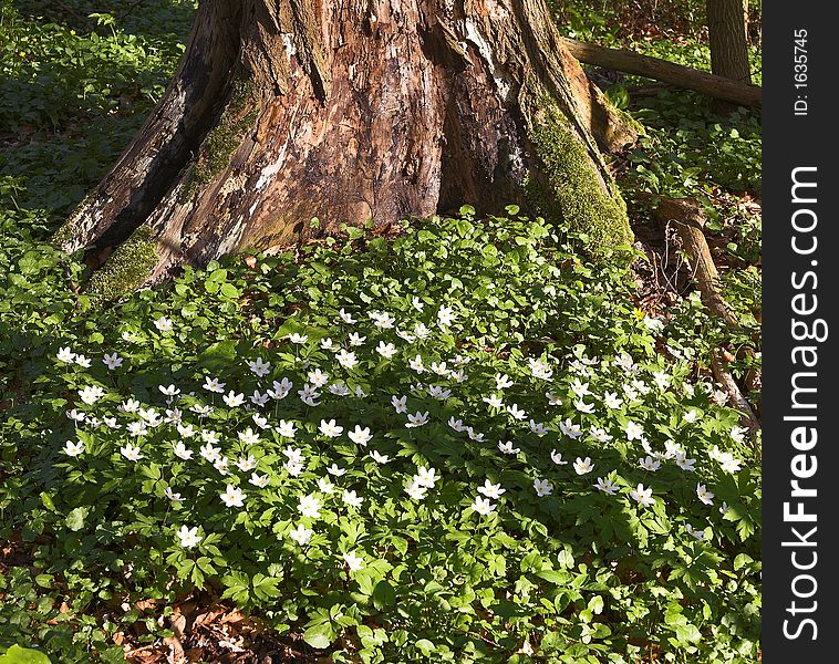 Flowers in the forest in springtime. Flowers in the forest in springtime