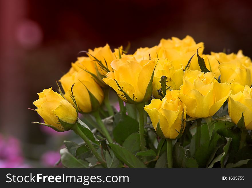 Yellow roses in my house