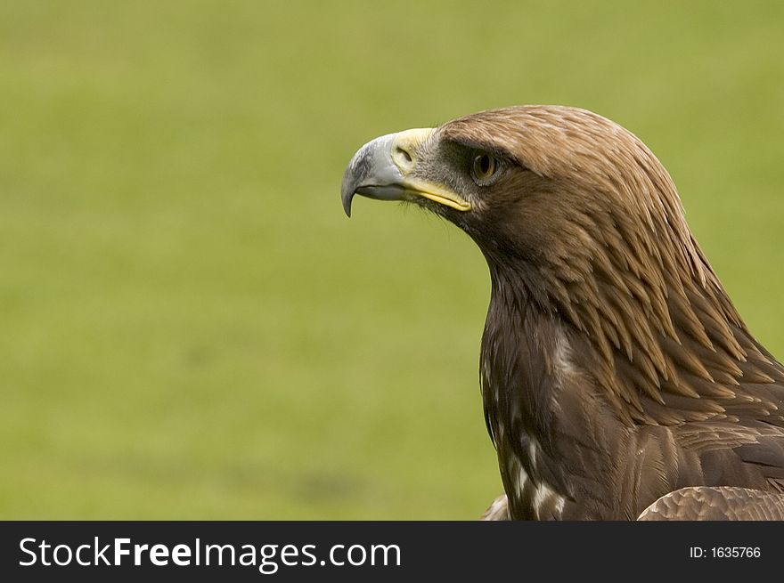 The magnificent Golden Eagle, one of the most regal of raptors that reside in the UK. The magnificent Golden Eagle, one of the most regal of raptors that reside in the UK.