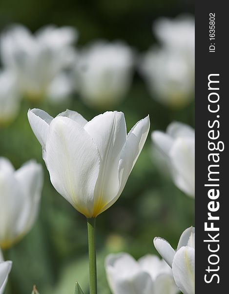 Close-up photo of white tulips (very sharp)