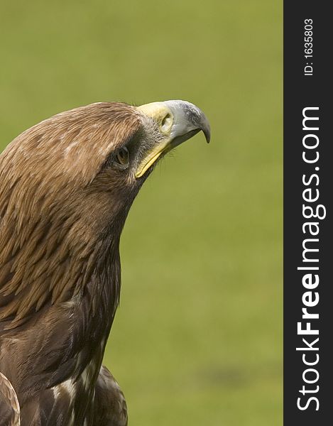 A Golden Eagle search the sky for prey. A Golden Eagle search the sky for prey.