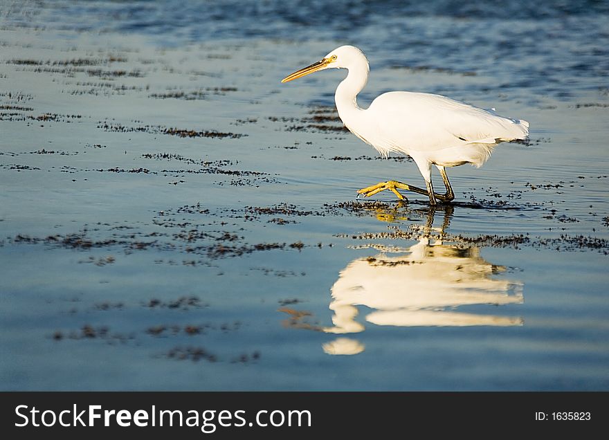 Hunting heron reflected in coastal water