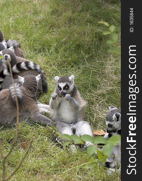 A Ring-tailed Lemur taking time out for a bite to eat. A Ring-tailed Lemur taking time out for a bite to eat.