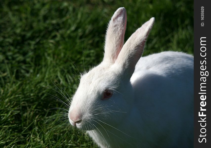 Close up image of a white rabbit in the wild