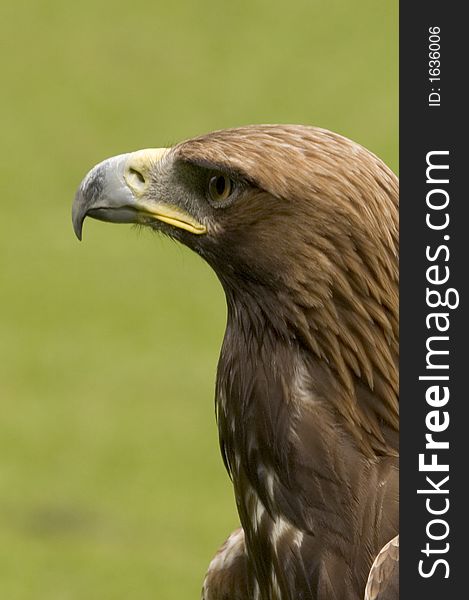 This superb Bird of Prey was captured in the UK. This superb Bird of Prey was captured in the UK.