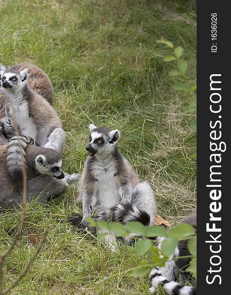A family of endangered Ring-tailed Lemurs. A family of endangered Ring-tailed Lemurs.