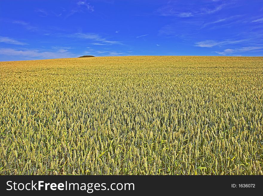 Field of wheat in early spring (usefull as background). Field of wheat in early spring (usefull as background)