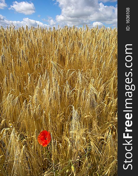 Corn field with red flower in Denmark. Corn field with red flower in Denmark