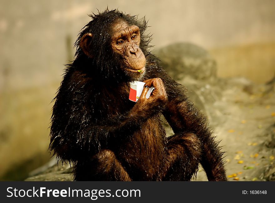 Monkey holding an ice - cream cup . Monkey holding an ice - cream cup .