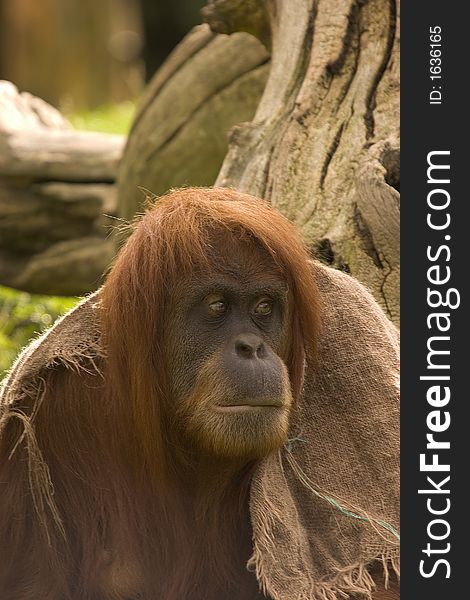 This Orangutan has that Monday morning feeling.