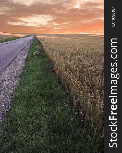 It's a photo of corn fields in Denmark